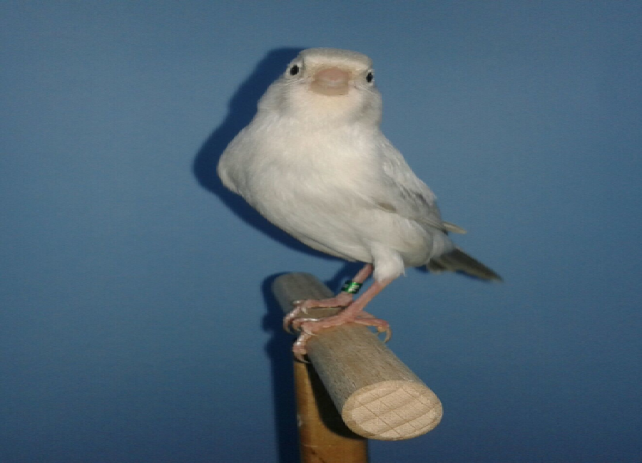 Criadero Santiago Colorado